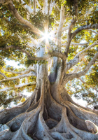 Categoria Fotografias